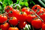 I am Convinced, God is in Control, even of my Tomatoes…