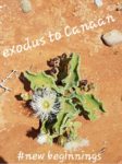 Exodus to Little Canaan