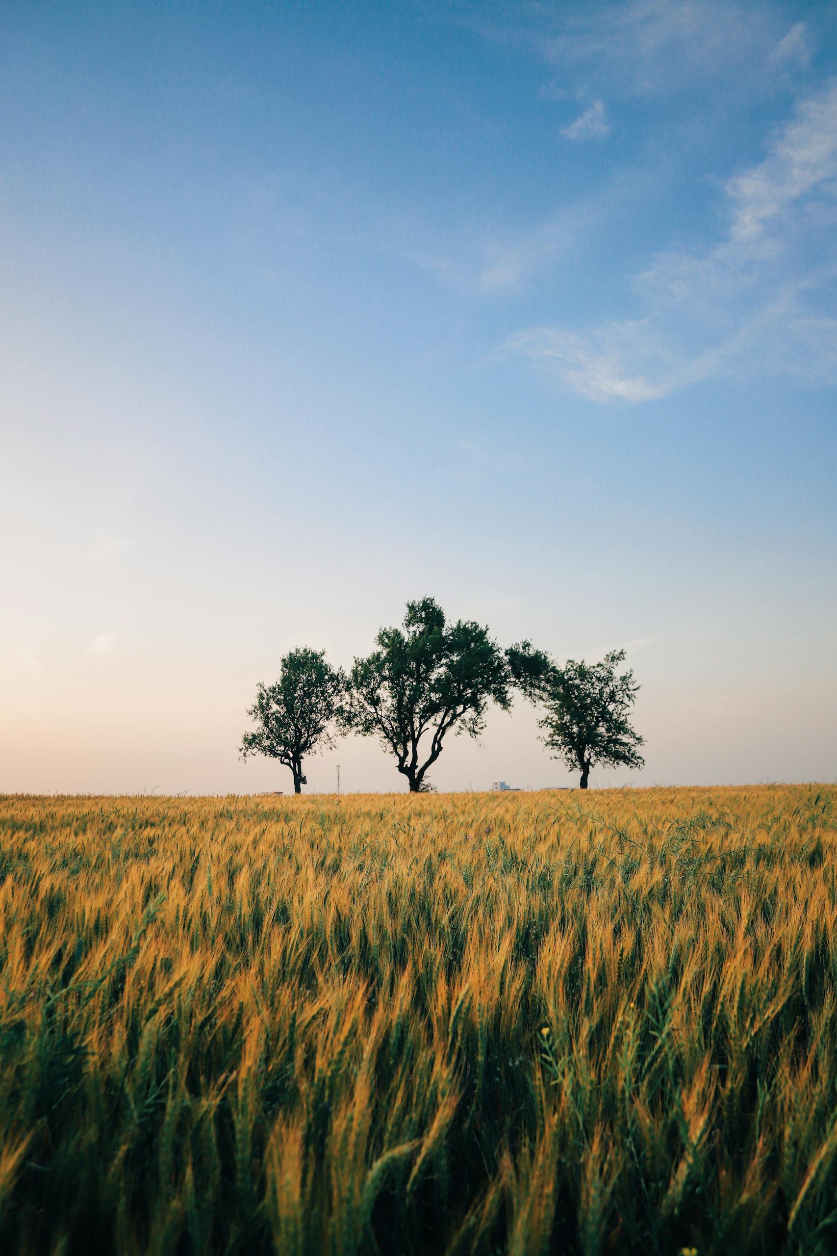 Golden wheat field under a clear blue sky with silhouettes of trees, capturing rural serenity.