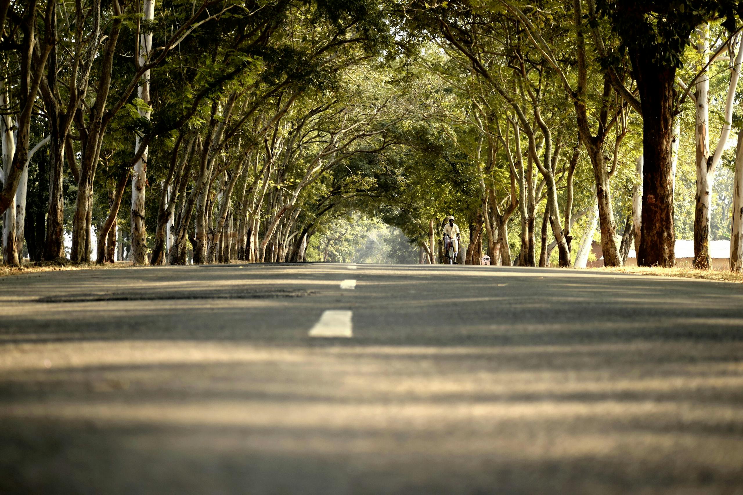 A peaceful road lined with trees creates a serene natural tunnel at sunset, ideal for travel themes.