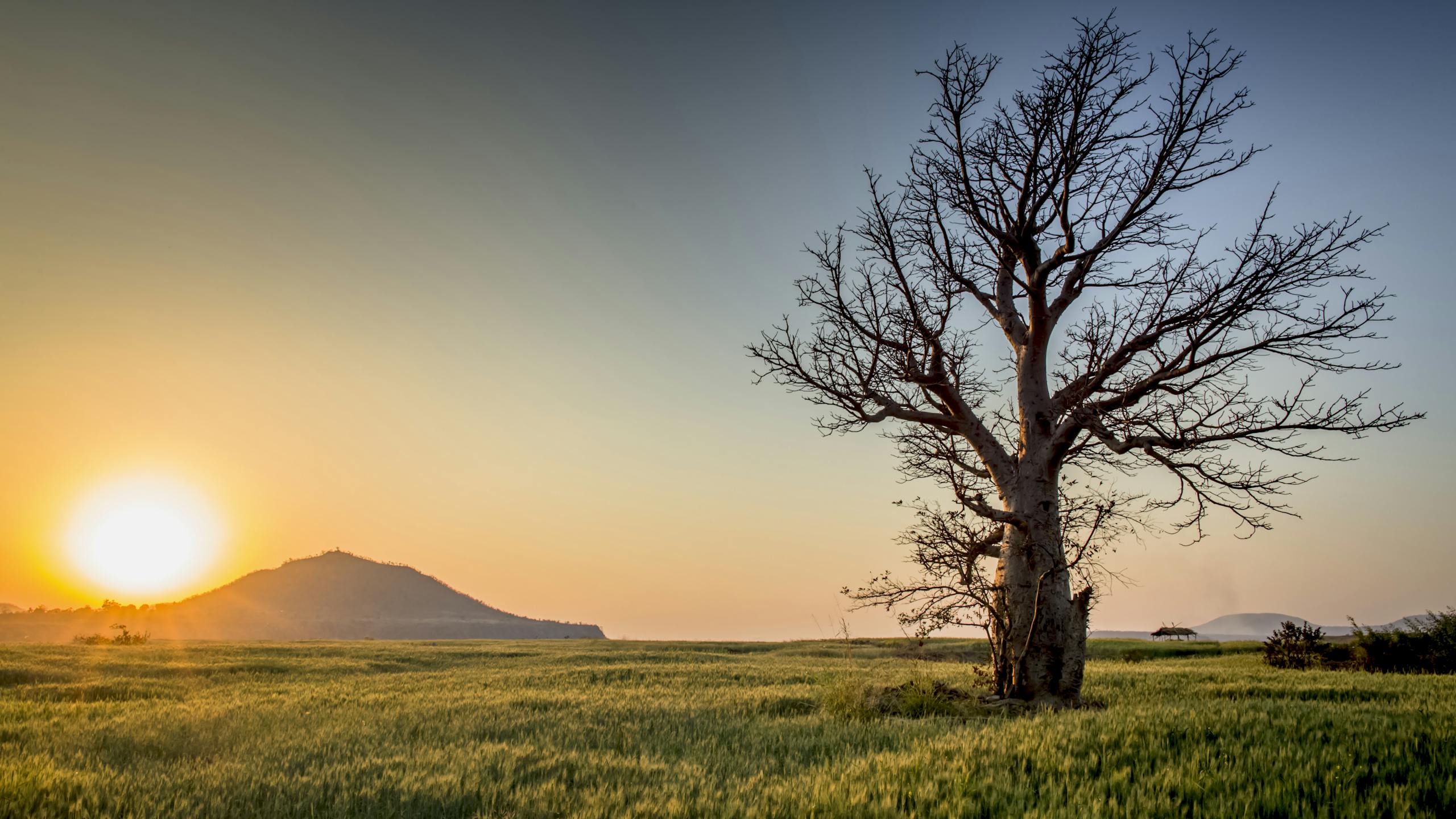 Serene sunset view of a lone tree in a lush field near Mandav, India.
